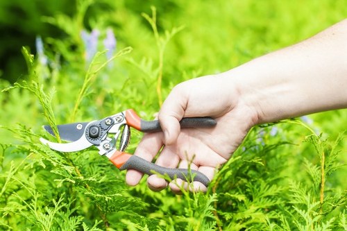 Native plants thriving in an Acton landscape